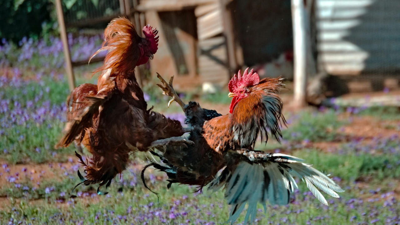 6 Desa di Kediri Diduga Tempat Judi Sabung Ayam Diadukan ke Polisi