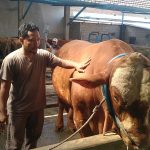 Sapi Prabowo di Kediri Sapi Kurban Presiden Prabowo Dari Kediri Dibeli Rp108 Juta, Bobot 1 Ton Lebih