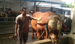 Sapi Kurban Presiden Prabowo Dari Kediri Dibeli Rp108 Juta, Bobot 1 Ton Lebih
