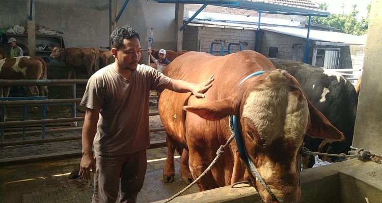 Sapi Kurban Presiden Prabowo Dari Kediri Dibeli Rp108 Juta, Bobot 1 Ton Lebih