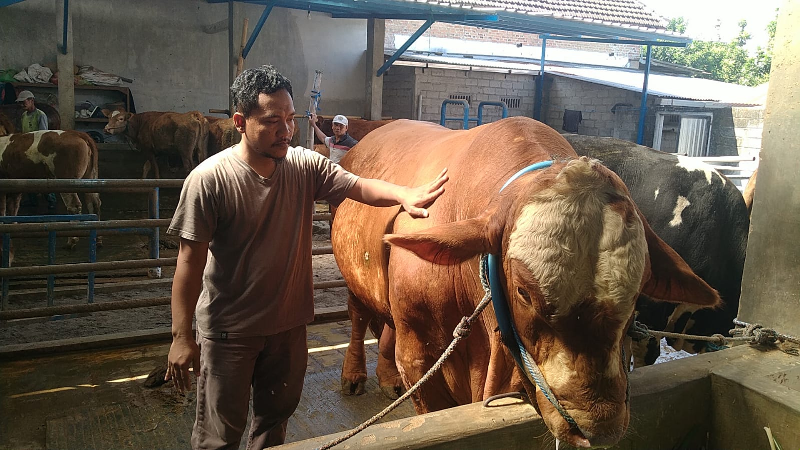 Sapi Kurban Presiden Prabowo Dari Kediri Dibeli Rp108 Juta, Bobot 1 Ton Lebih