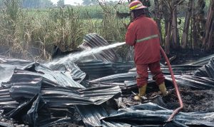 Jombang, Jurnal Jatim - Kandang ayam milik seorang warga di Dusun Bantengan, Desa Tanjunggunung Kecamatan Peterongan Kabupaten Jombang, hangus dilumat si jago merah.
