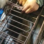Monyet Dikurung Usai Menyerang dan Melukai 2 Warga di Jombang