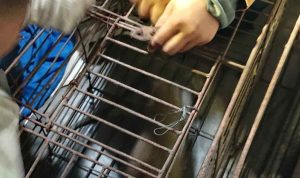 Monyet Dikurung Usai Menyerang dan Melukai 2 Warga di Jombang