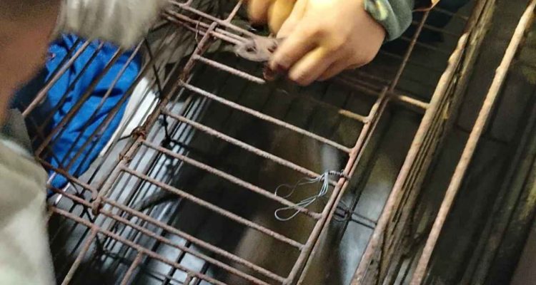 Monyet Dikurung Usai Menyerang dan Melukai 2 Warga di Jombang