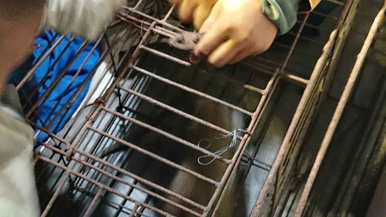 Monyet Dikurung Usai Menyerang dan Melukai 2 Warga di Jombang