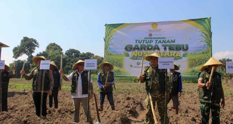 Tutup Tanam Garda Tebu Nusantara di Kediri, Kementan Andalkan Varietas Panjalu