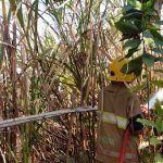 Petani di Kediri Ditemukan Tewas di Lahan Tebu yang Dibakarnya Sendiri