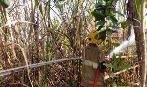 Petani di Kediri Ditemukan Tewas di Lahan Tebu yang Dibakarnya Sendiri