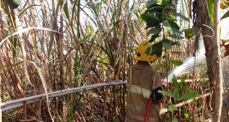 1001987599 Petani di Kediri Ditemukan Tewas di Lahan Tebu yang Dibakarnya Sendiri