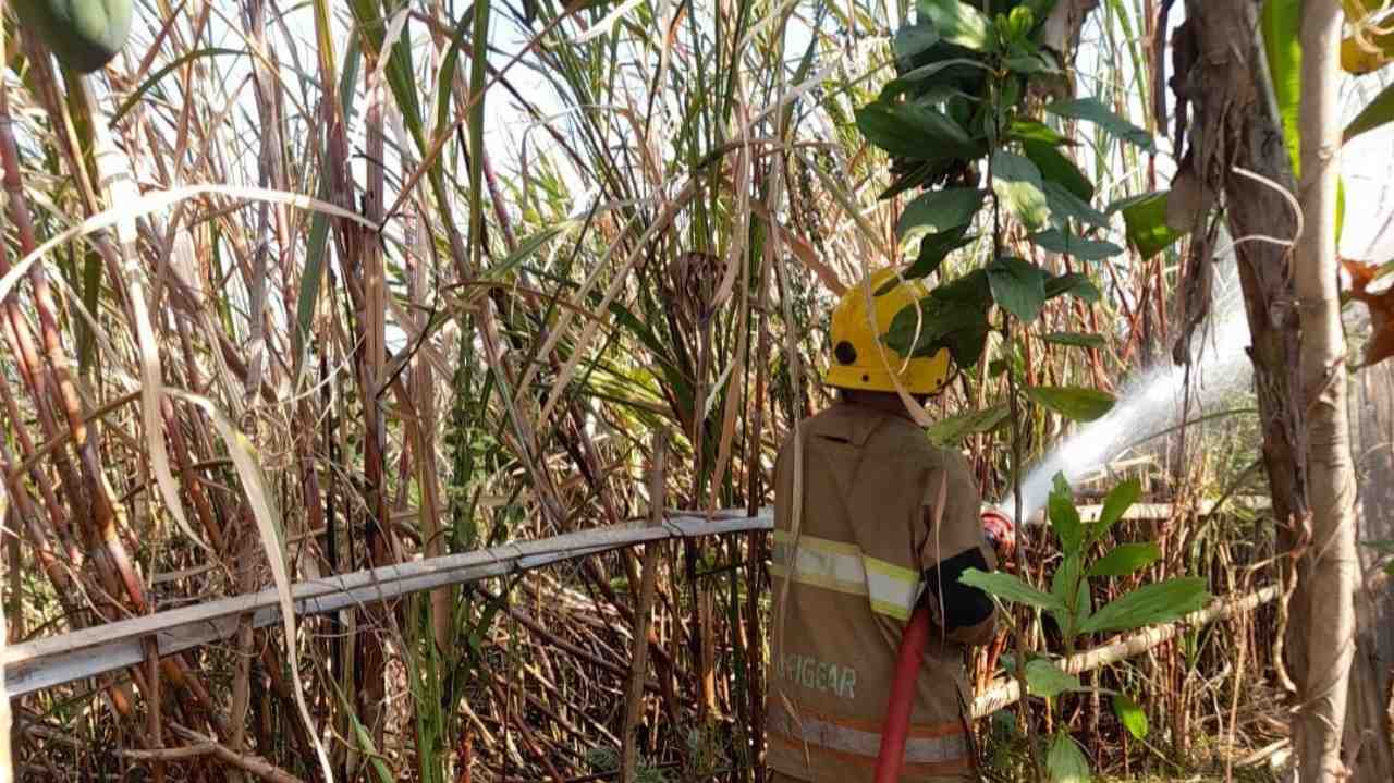 Petani di Kediri Ditemukan Tewas di Lahan Tebu yang Dibakarnya Sendiri