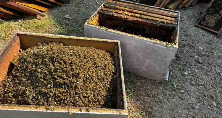 196 Kotak Koloni Lebah Madu Milik Warga Kediri Mati Misterius di Pati, Curiga Diracun!