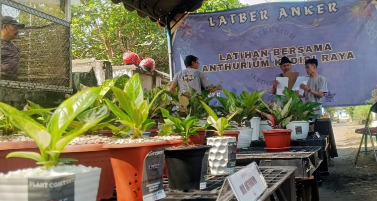Latgab Latber Perdana ANKER, Kediri Bidik Tuan Rumah Kontes Anthurium Nasional