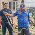Ular 2,5 Meter Bikin Geger Warga Kemiri Kediri, Nih Penampakannya