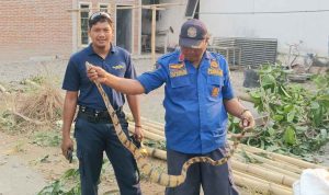 Ular 2,5 Meter Bikin Geger Warga Kemiri Kediri, Nih Penampakannya