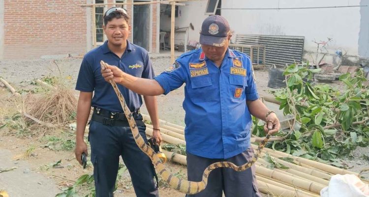 Ular 2,5 Meter Bikin Geger Warga Kemiri Kediri, Nih Penampakannya