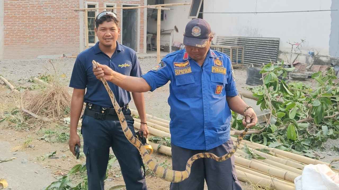 Ular 2,5 Meter Bikin Geger Warga Kemiri Kediri, Nih Penampakannya